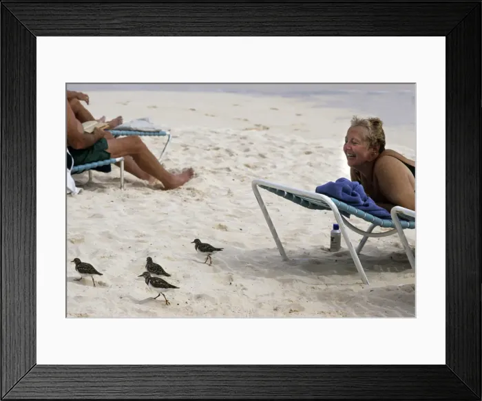 Framed Print : Wading birds and female tourist on beach, Hamilton, Bermuda Framed Print : Wading birds and female tourist on beach, Hamilton, Bermuda