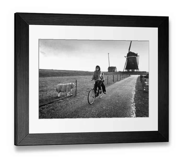 Framed Print : A woman cycles past the Oudeschild windmill on the island of Framed Print : A woman cycles past the Oudeschild windmill on the island of