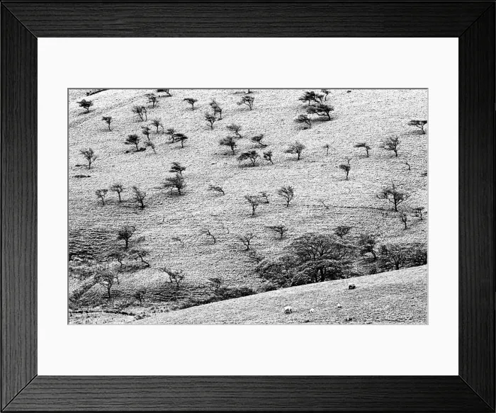 Framed Print : Winter trees, Edale, Derbyshire, England Framed Print : Winter trees, Edale, Derbyshire, England