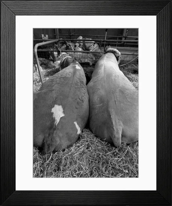 Framed Print : Two cows at Royal Show, Warwickshire, England Framed Print : Two cows at Royal Show, Warwickshire, England