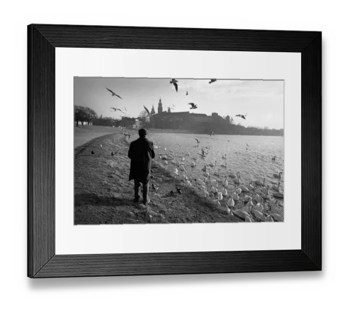 Framed Print : Feeding swans on Vistula River, Krakow, Poland Framed Print : Feeding swans on Vistula River, Krakow, Poland