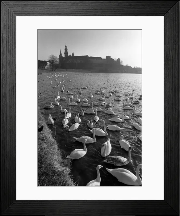 Framed Print : Swans on Vistula River, Krakow, Poland Framed Print : Swans on Vistula River, Krakow, Poland
