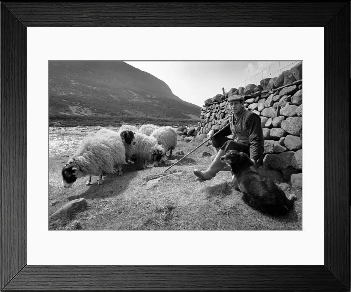 Framed Print : Shepherd with his sheepdog and sheep beside the River Tees Framed Print : Shepherd with his sheepdog and sheep beside the River Tees