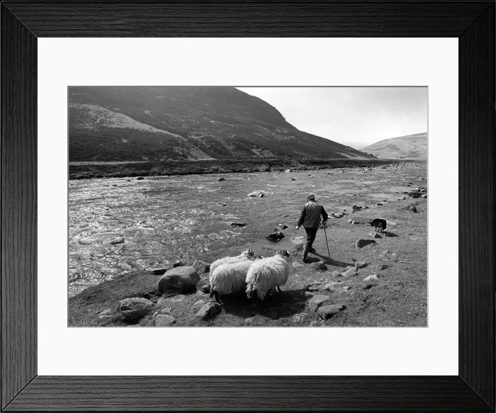 Framed Print : Shepherd with his sheepdog and sheep beside the River Tees Framed Print : Shepherd with his sheepdog and sheep beside the River Tees