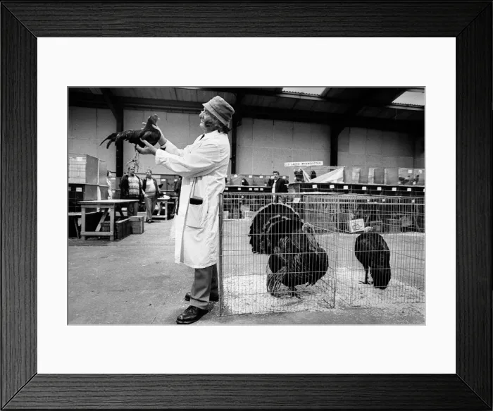 Framed Print : Judge with exhibit at poultry show, Staffordshire, England Framed Print : Judge with exhibit at poultry show, Staffordshire, England