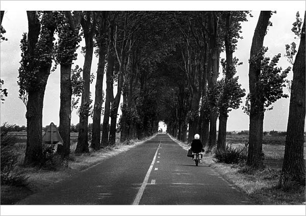A woman rides a moped along an avenue of trees, France