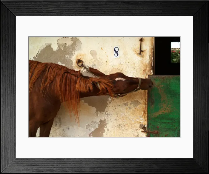 Framed Print : Horse trotting races - Hipodromo, Sant Lluis, Mahon, Menorca Framed Print : Horse trotting races - Hipodromo, Sant Lluis, Mahon, Menorca
