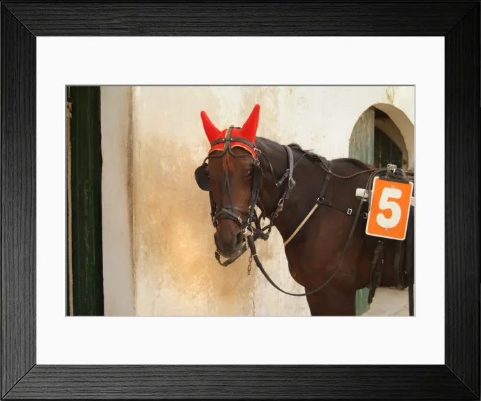 Framed Print : Horse trotting races - Hipodromo, Sant Lluis, Mahon, Menorca Framed Print : Horse trotting races - Hipodromo, Sant Lluis, Mahon, Menorca
