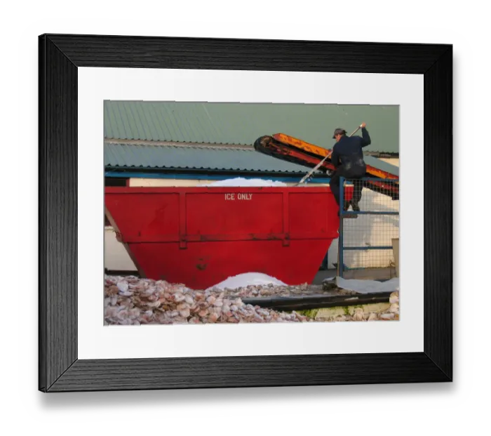 Framed Print : Man on gate outside seafood processing factory shovels ice Framed Print : Man on gate outside seafood processing factory shovels ice
