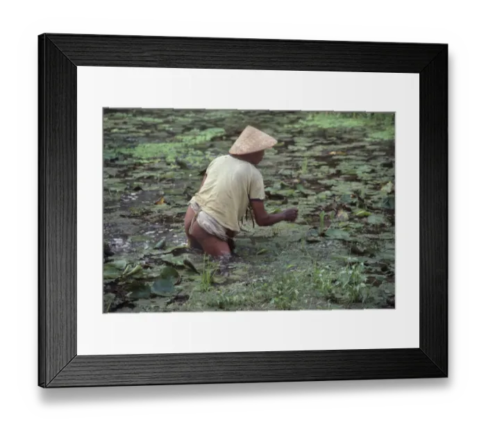 Framed Print : Near naked man wades in a pond to gather water lilies - Bali Framed Print : Near naked man wades in a pond to gather water lilies - Bali