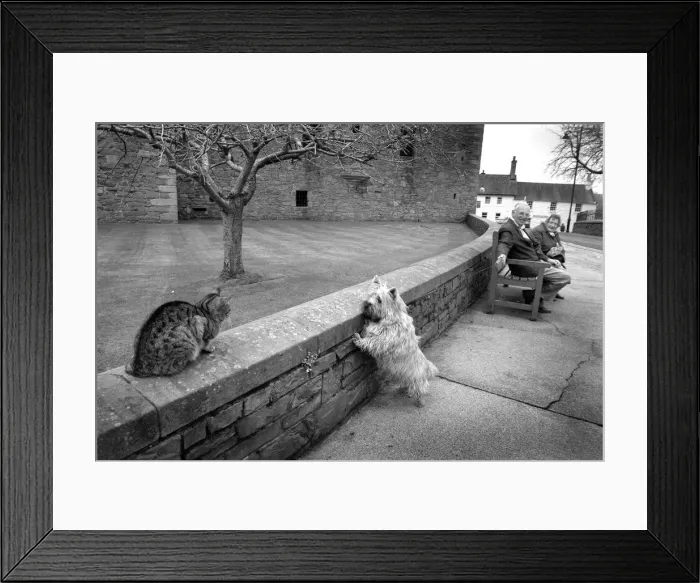 Framed Print : A Scottie dog pulls on its leash to reach a tabby cat Framed Print : A Scottie dog pulls on its leash to reach a tabby cat