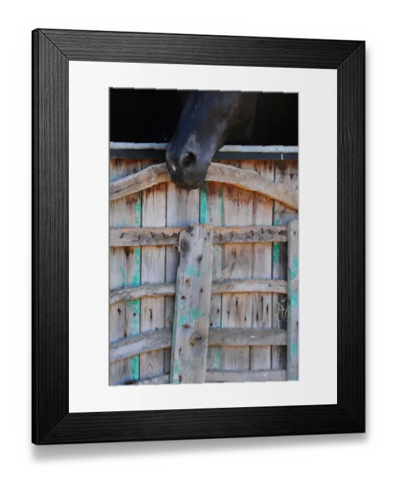 Framed Print : Black horse, Menorca, Spain Framed Print : Black horse, Menorca, Spain
