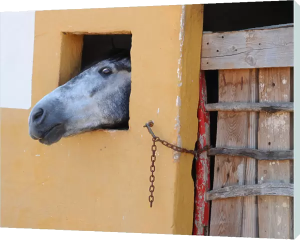 Grey horse in stable, Menorca, Spain