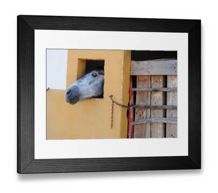 Framed Print : Grey horse in stable, Menorca, Spain Framed Print : Grey horse in stable, Menorca, Spain