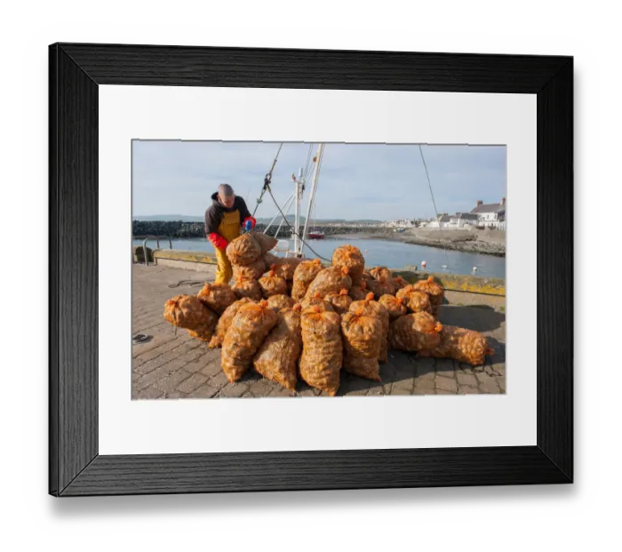 Framed Print : Fisherman unloads buckies whelks at Port William, Galloway Framed Print : Fisherman unloads buckies whelks at Port William, Galloway