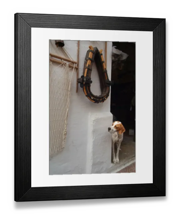 Framed Print : Shopkeepers dog looks out of the doorway, Mahon, Menorca Framed Print : Shopkeepers dog looks out of the doorway, Mahon, Menorca