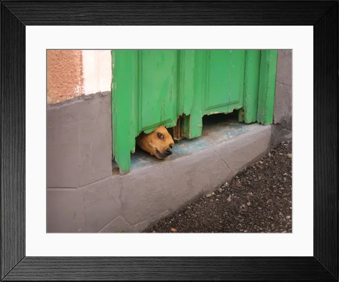 Framed Print : A small brown dog pushes its head under a rotting green door Framed Print : A small brown dog pushes its head under a rotting green door