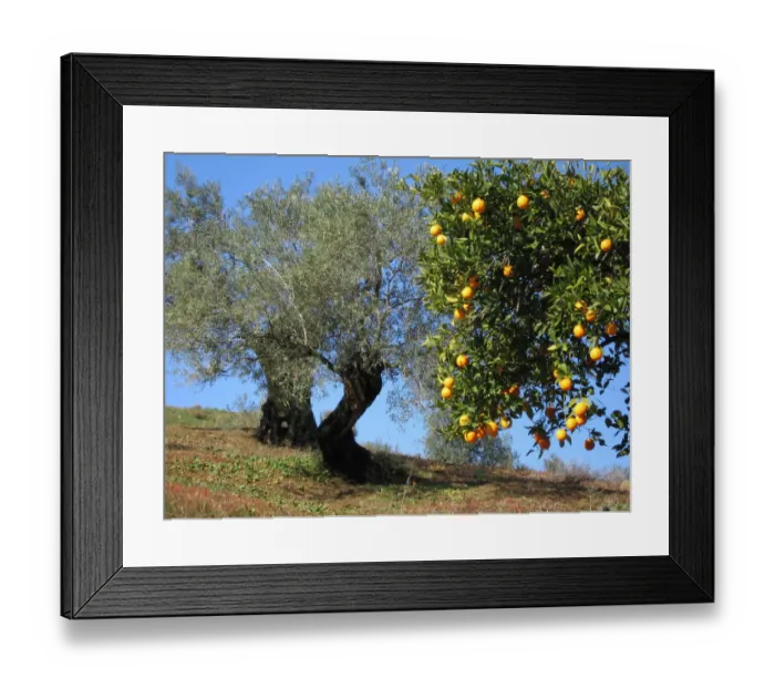 Framed Print : Orange and olive trees in early spring, Andalucia, Spain Framed Print : Orange and olive trees in early spring, Andalucia, Spain