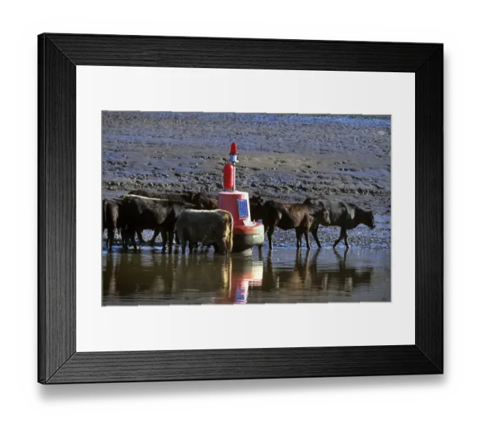 Framed Print : Cattle beside a port hand buoy in the River Dee at low water Framed Print : Cattle beside a port hand buoy in the River Dee at low water