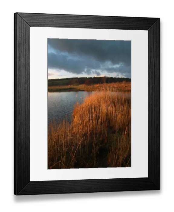 Framed Print : Wetland reeds on the banks of the tidal River Dee Framed Print : Wetland reeds on the banks of the tidal River Dee
