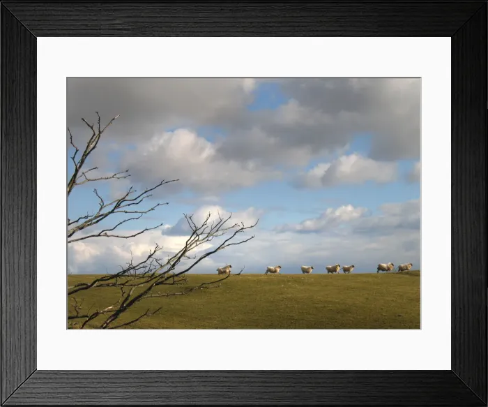 Framed Print : A line of sheep race along a hilltop near Kirkcudbright Framed Print : A line of sheep race along a hilltop near Kirkcudbright