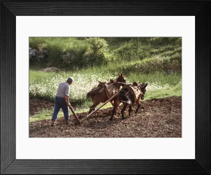 Framed Print : Farmer ploughing using two working mules Njegusi, Montenegro Framed Print : Farmer ploughing using two working mules Njegusi, Montenegro
