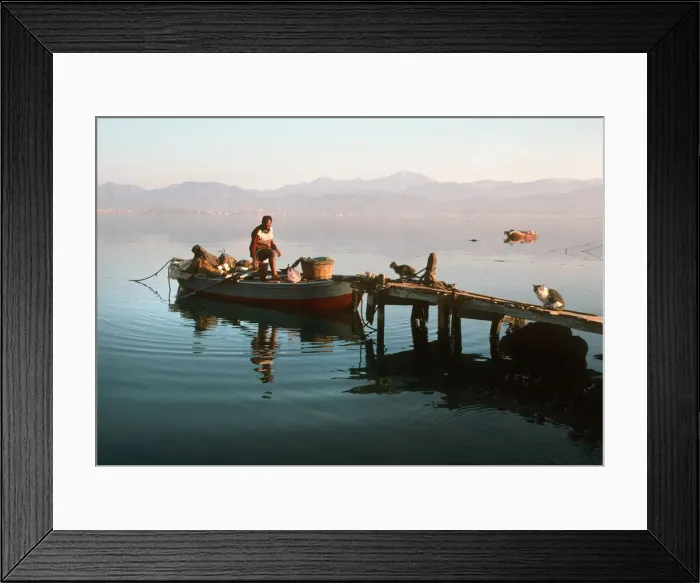 Framed Print : Two cats wait for scraps - Fetheye, Turkey Framed Print : Two cats wait for scraps - Fetheye, Turkey