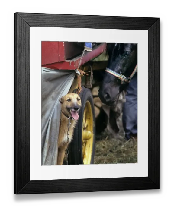 Framed Print : Appleby Horse Fair, Cumbria, England Framed Print : Appleby Horse Fair, Cumbria, England