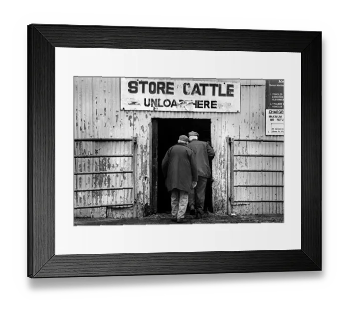 Framed Print : Two farmers enter store cattle shed - Bakewell Cattle Market Framed Print : Two farmers enter store cattle shed - Bakewell Cattle Market