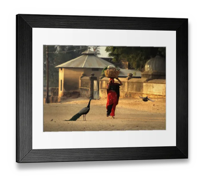 Framed Print : A woman carrying a heavily laden basket on her head, India Framed Print : A woman carrying a heavily laden basket on her head, India