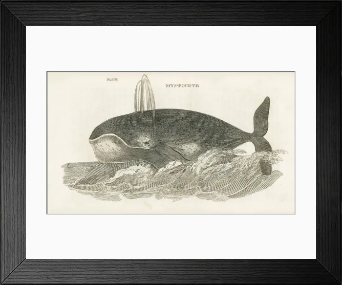 Framed Print : MYSTICETE WHALE Framed Print : MYSTICETE WHALE