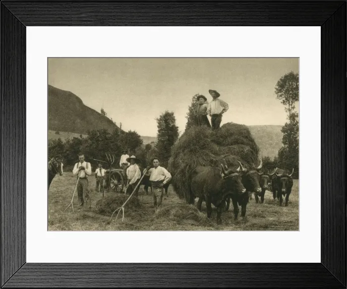 Framed Print : Haymaking in the Auvergne, France Framed Print : Haymaking in the Auvergne, France