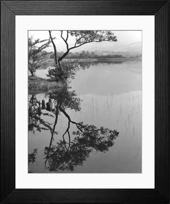 Framed Print : Tree and reflection, Derwentwater, Lake District, Cumbria Framed Print : Tree and reflection, Derwentwater, Lake District, Cumbria