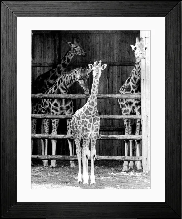 Framed Print : Young giraffe and adults in Woburn Wildlife Park, Beds Framed Print : Young giraffe and adults in Woburn Wildlife Park, Beds