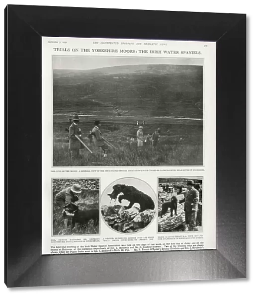 Trials on the Yorkshire Moors: the Irish Water Spaniels 1931