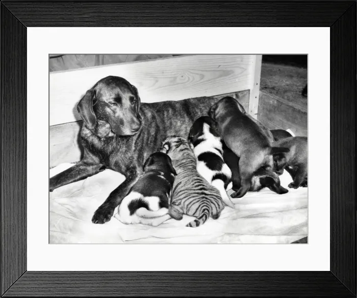 Framed Print : Chipperfields Circus - Tiger - Kumar Framed Print : Chipperfields Circus - Tiger - Kumar