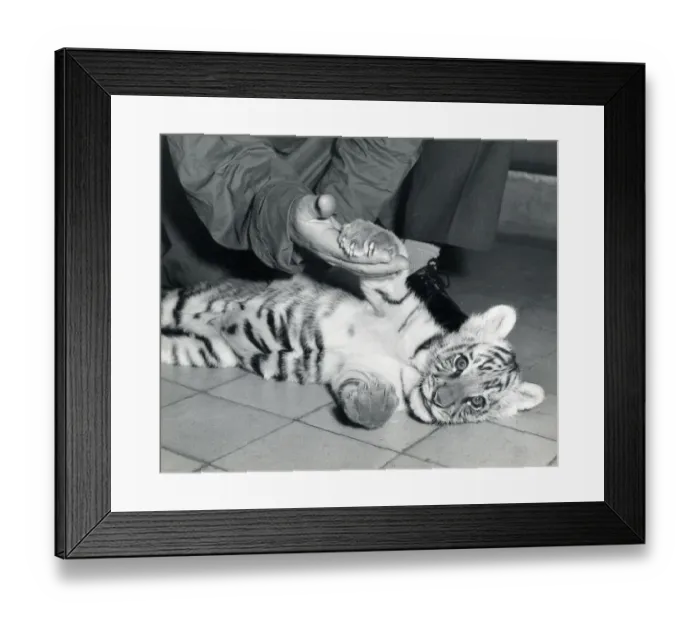 Framed Print : Chipperfields Circus - Tiger - Kumar Framed Print : Chipperfields Circus - Tiger - Kumar