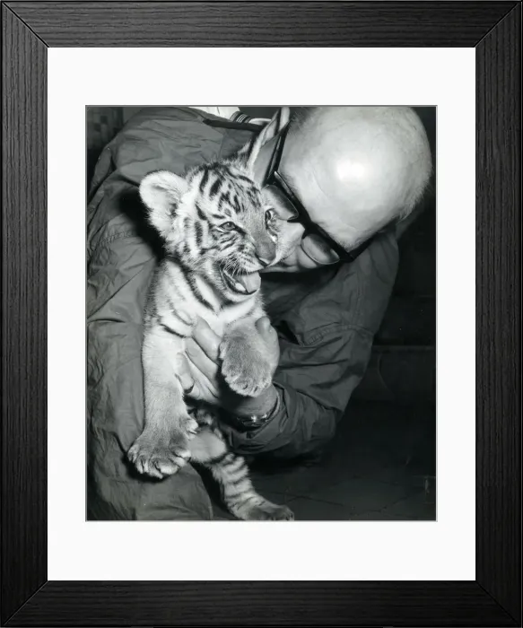 Framed Print : Chipperfields Circus - Tiger - Kumar Framed Print : Chipperfields Circus - Tiger - Kumar
