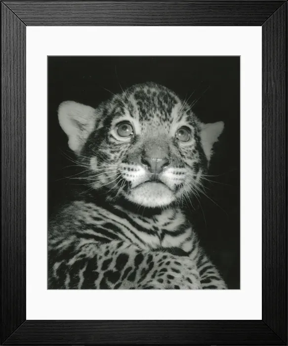 Framed Print : Chipperfields Circus - Tiger - Kumar Framed Print : Chipperfields Circus - Tiger - Kumar