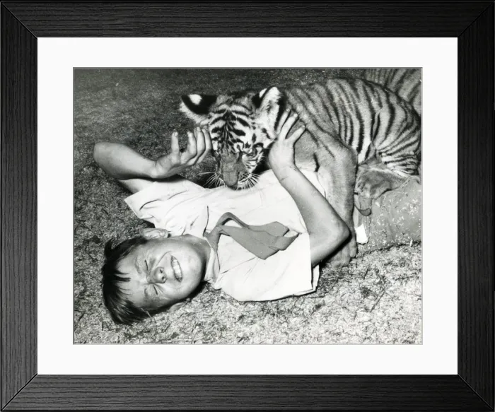 Framed Print : Chipperfields Circus - Tiger - Kumar Framed Print : Chipperfields Circus - Tiger - Kumar
