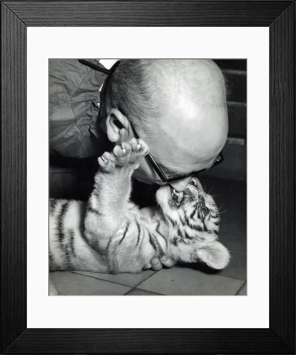 Framed Print : Chipperfields Circus - Tiger - Kumar Framed Print : Chipperfields Circus - Tiger - Kumar