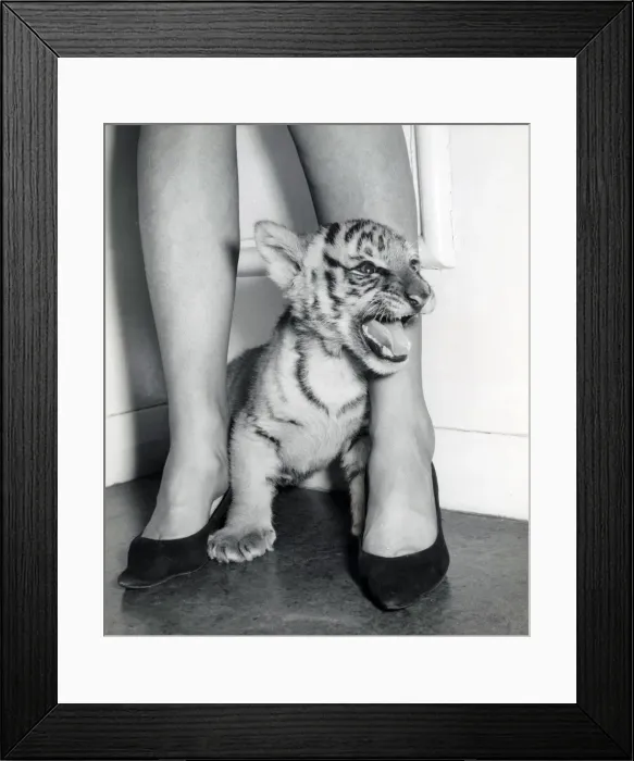 Framed Print : Chipperfields Circus - Tiger - Kumar Framed Print : Chipperfields Circus - Tiger - Kumar