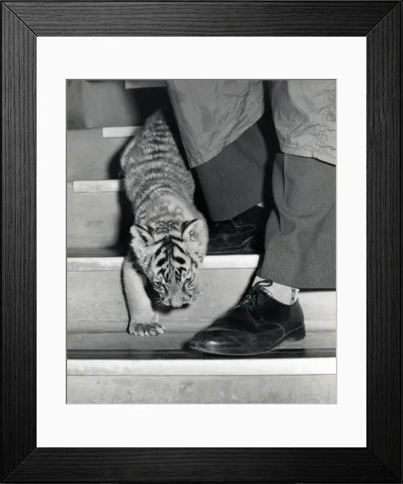 Framed Print : Chipperfields Circus - Tiger - Kumar Framed Print : Chipperfields Circus - Tiger - Kumar