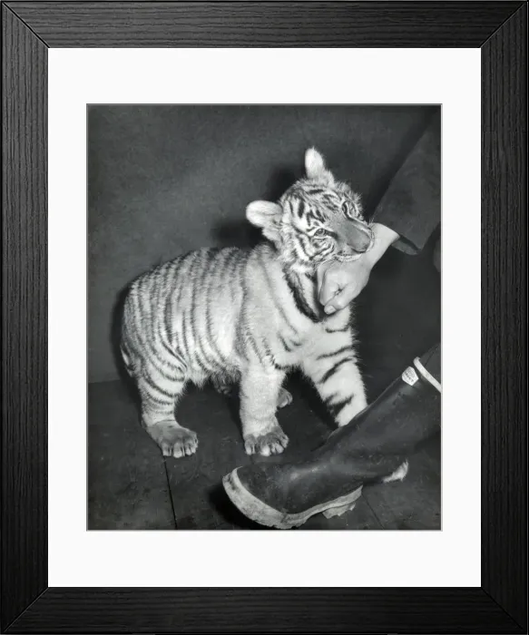 Framed Print : Chipperfields Circus - Tiger - Kumar Framed Print : Chipperfields Circus - Tiger - Kumar