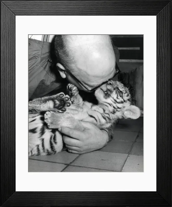 Framed Print : Chipperfields Circus - Tiger - Kumar Framed Print : Chipperfields Circus - Tiger - Kumar