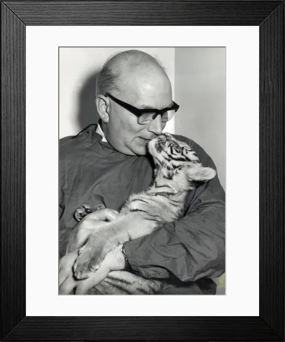 Framed Print : Chipperfields Circus - Tiger - Kumar Framed Print : Chipperfields Circus - Tiger - Kumar