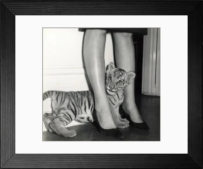 Framed Print : Chipperfields Circus - Tiger - Kumar Framed Print : Chipperfields Circus - Tiger - Kumar