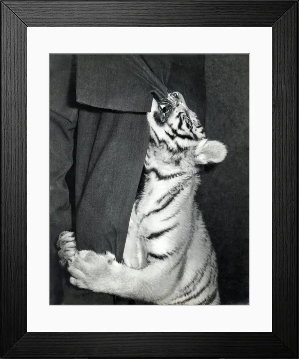 Framed Print : Chipperfields Circus - Tiger - Kumar Framed Print : Chipperfields Circus - Tiger - Kumar