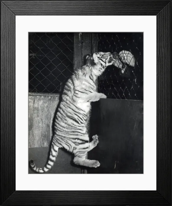 Framed Print : Chipperfields Circus - Tiger - Kumar Framed Print : Chipperfields Circus - Tiger - Kumar