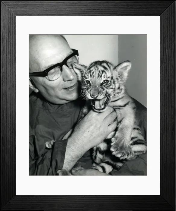 Framed Print : Chipperfields Circus - Tiger - Kumar Framed Print : Chipperfields Circus - Tiger - Kumar
